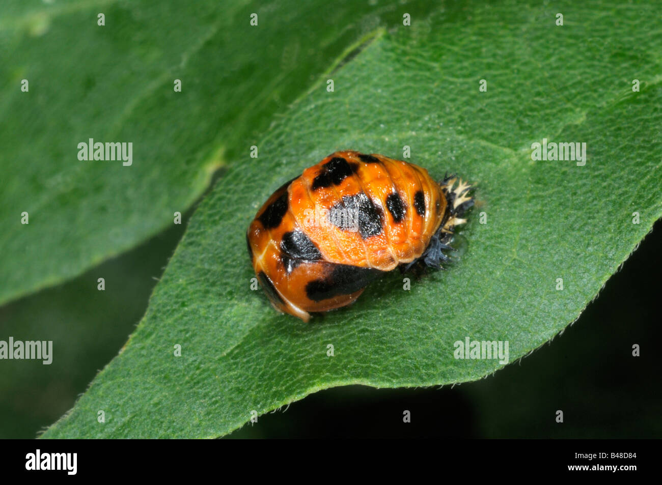 Asian Lady Beetle (Harmonia axyridis), pupa sulla lamina Foto Stock