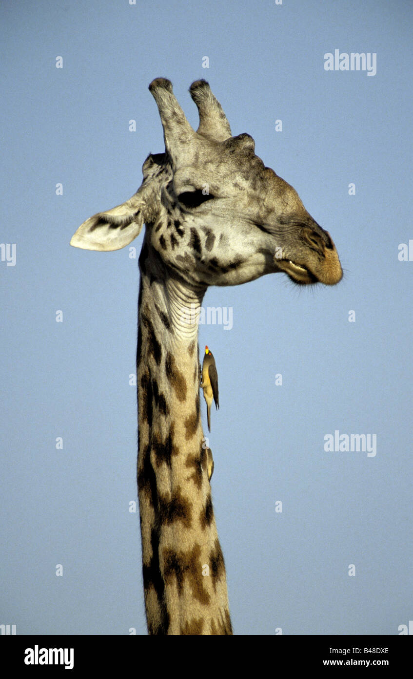 Zoologia / animali, mammifero, giraffe, Masai giraffe, (Camelopardalis tippelskirchi), la giraffa con giallo-fatturati oxpecker (Buphagus africanus), il Masai Mara, Kenya , Additional-Rights-Clearance-Info-Not-Available Foto Stock