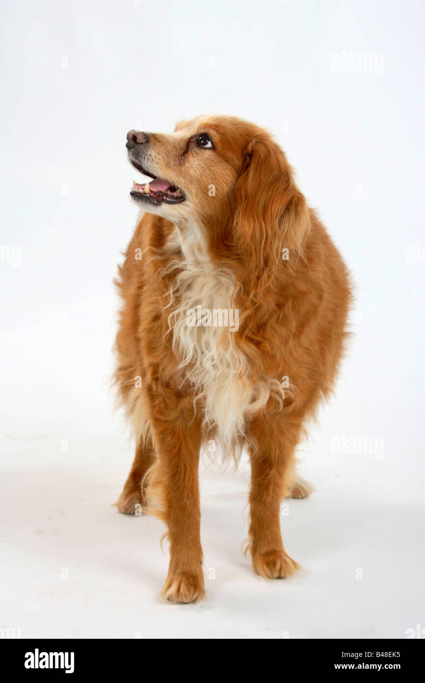 Razza cane 15 anni Foto Stock