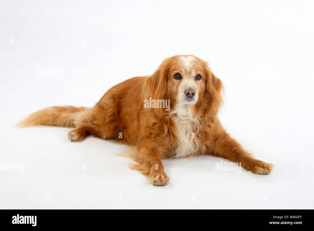 Razza cane 15 anni Foto Stock