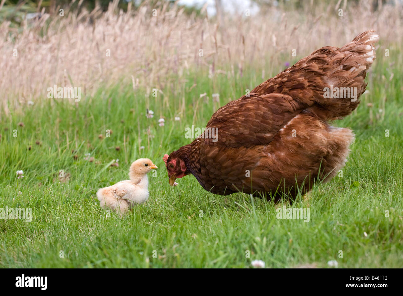 Gallina e chick smallholding Cornovaglia Foto Stock