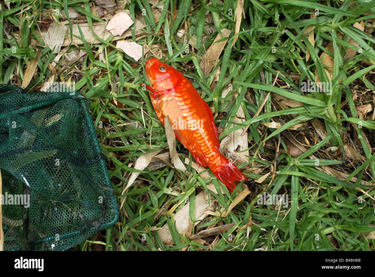 Un pesce rosso morto Foto stock - Alamy