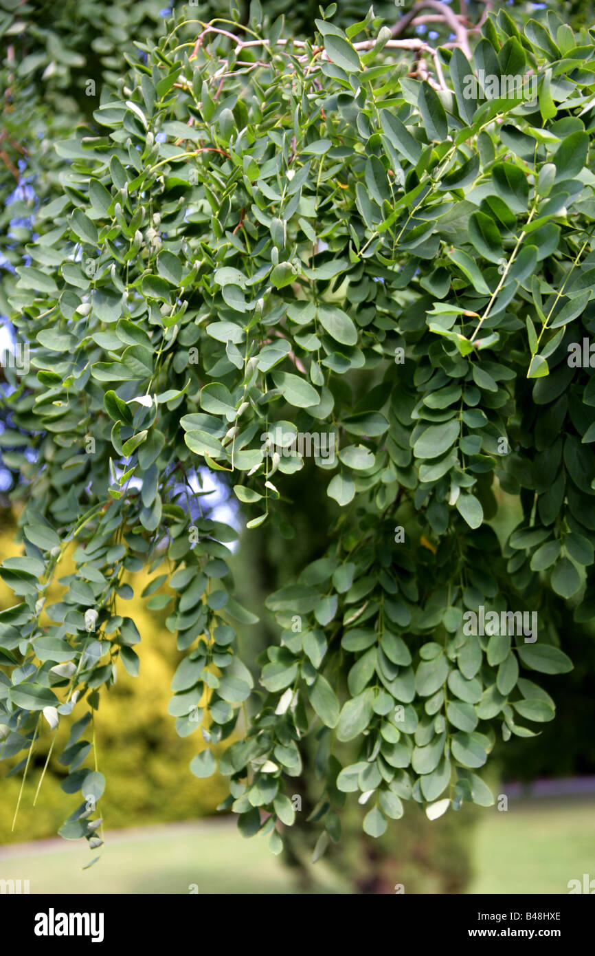Viscido Locust Tree, Robinia viscosa, Fabaceae, Sud Est USA, America del Nord Foto Stock