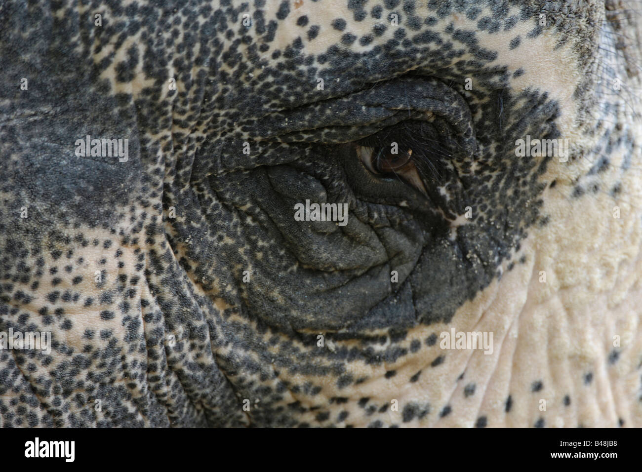 Auge eines Asiatischen Elefanten occhio di un elefante Asiatico Elephas maximus Foto Stock