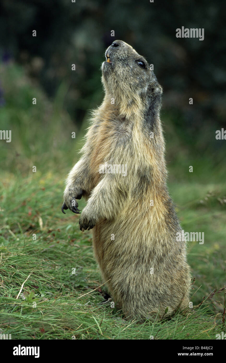 La marmotta alpina Marmota marmota Alpenmurmeltier Naturpark Hohe Tauern Carinzia Oesterreich Foto Stock
