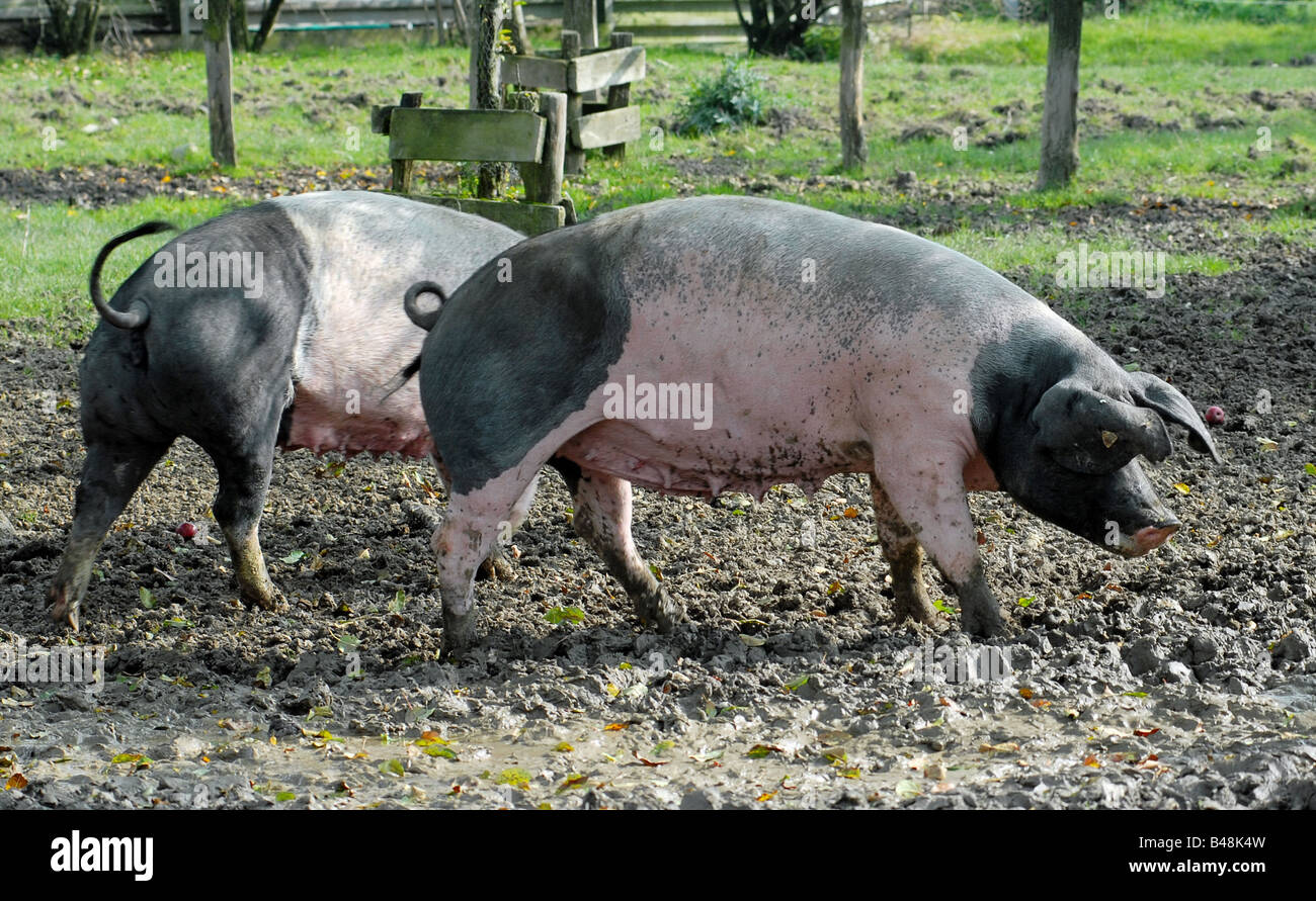 Schwaebisch Haellisches Landschwein sveva di suini di razza tedesca Foto Stock