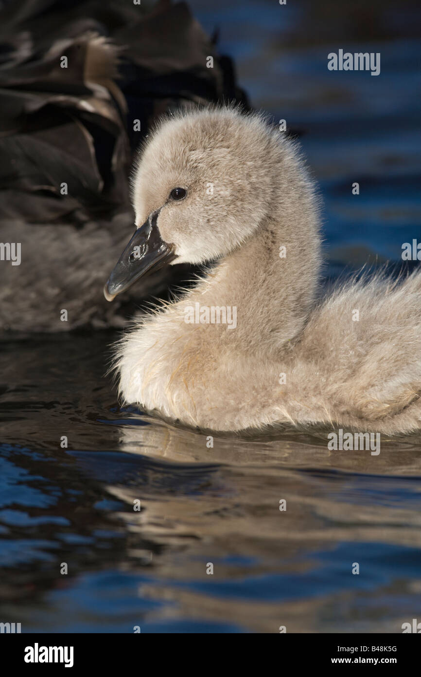 Trauerschwan Schwarzer Schwan Cygnus atratus Kuecken Junges Jungtier Niederlande Black Swan youngster chick Paesi Bassi Foto Stock