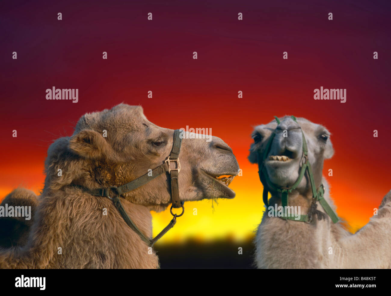 Kamele cammelli dromedar dromedari Foto Stock