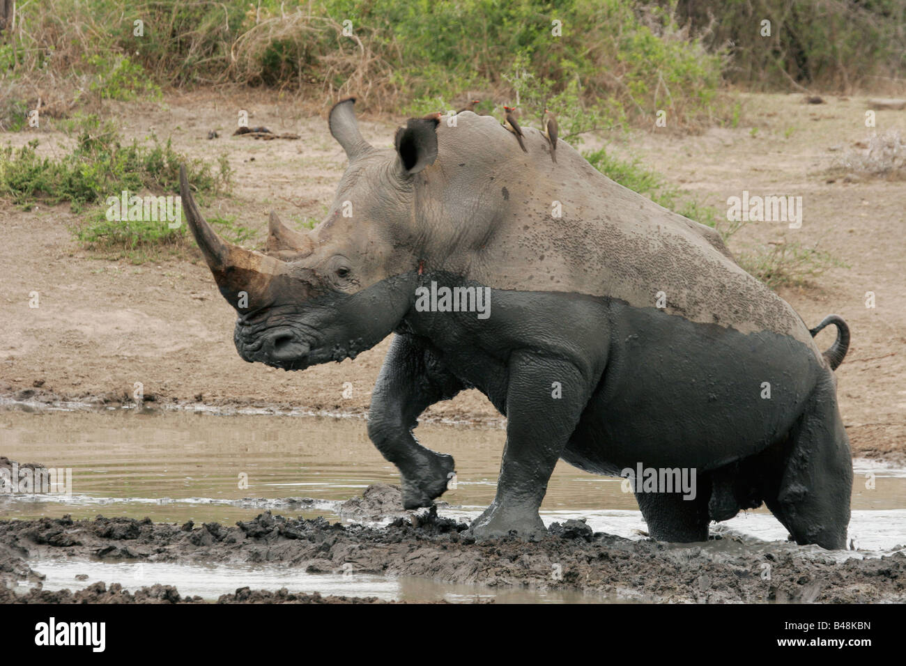 Rinoceronte bianco Ceratotherium simum Breitmaulnashorn Mkozi NP Sud Africa Suedafrika Foto Stock