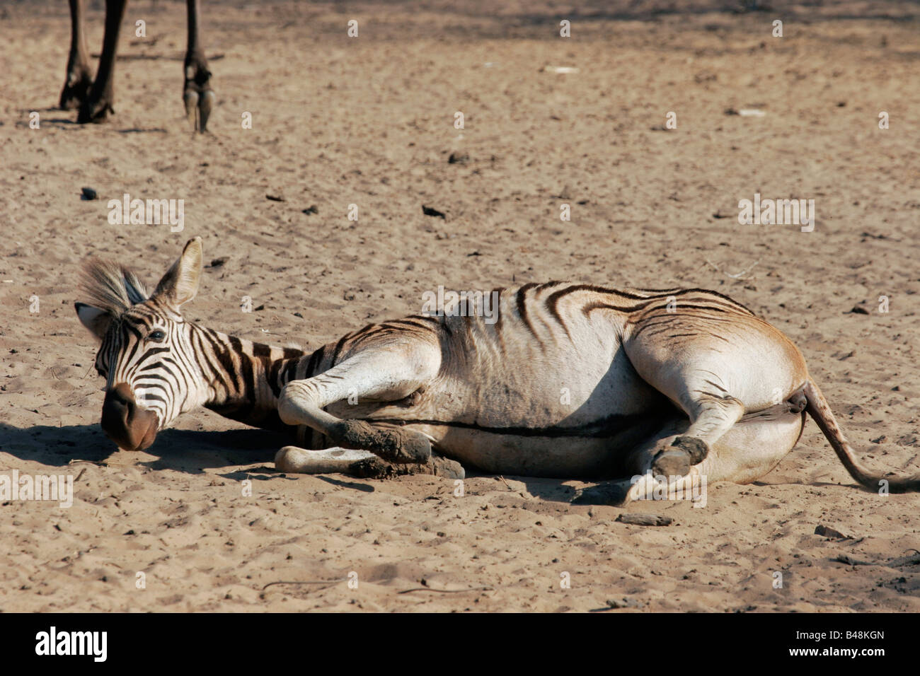 Zebre a Waterhole Zebra Mkuzi NP Sud Africa Suedafrika Foto Stock
