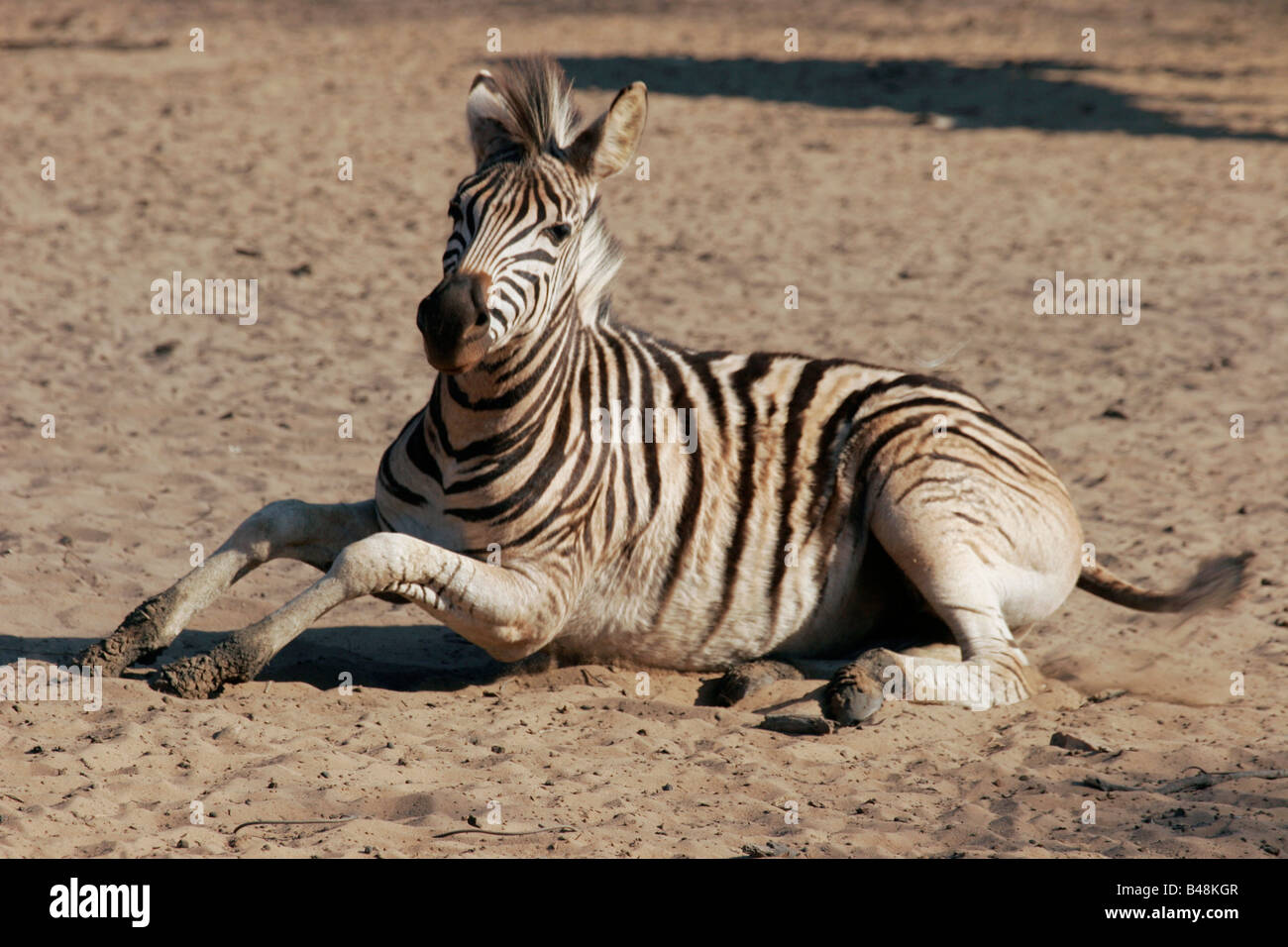 Zebre a Waterhole Zebra Mkuzi NP Sud Africa Suedafrika Foto Stock
