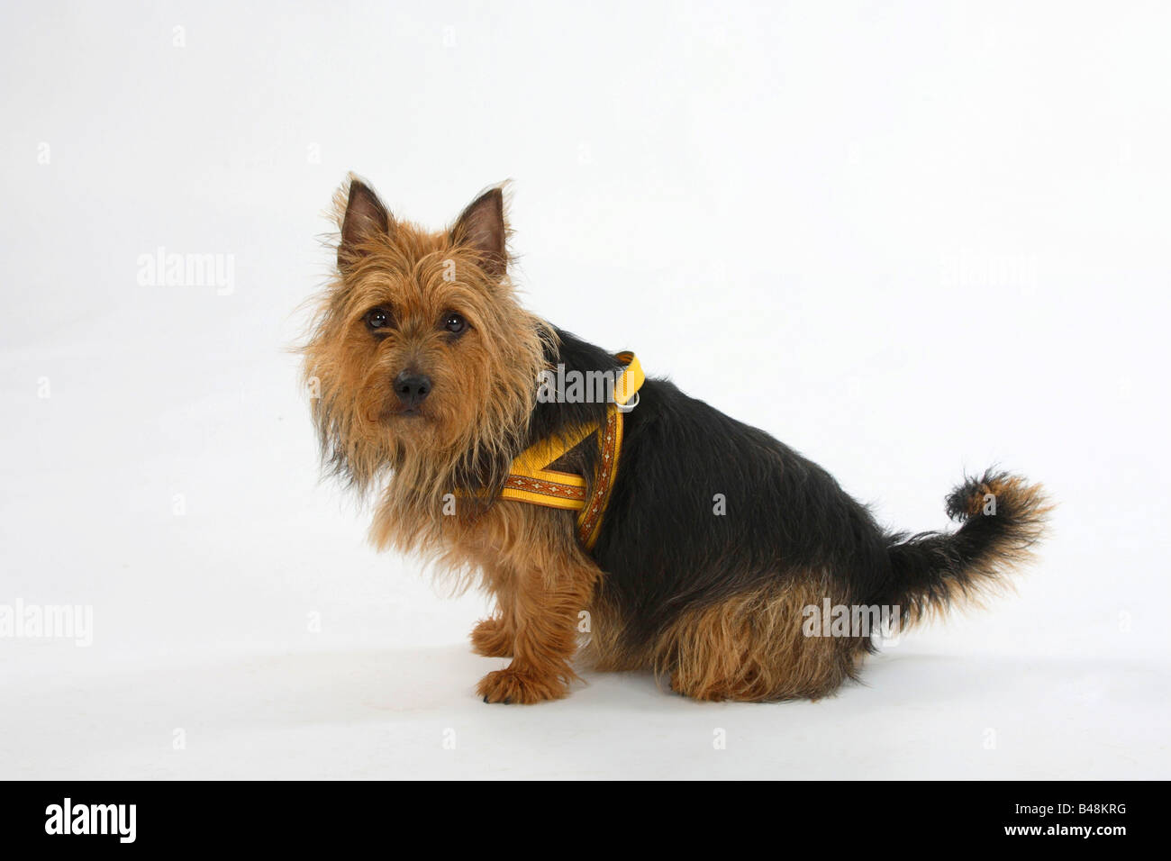 Australian Terrier indossando lato cablaggio Foto Stock