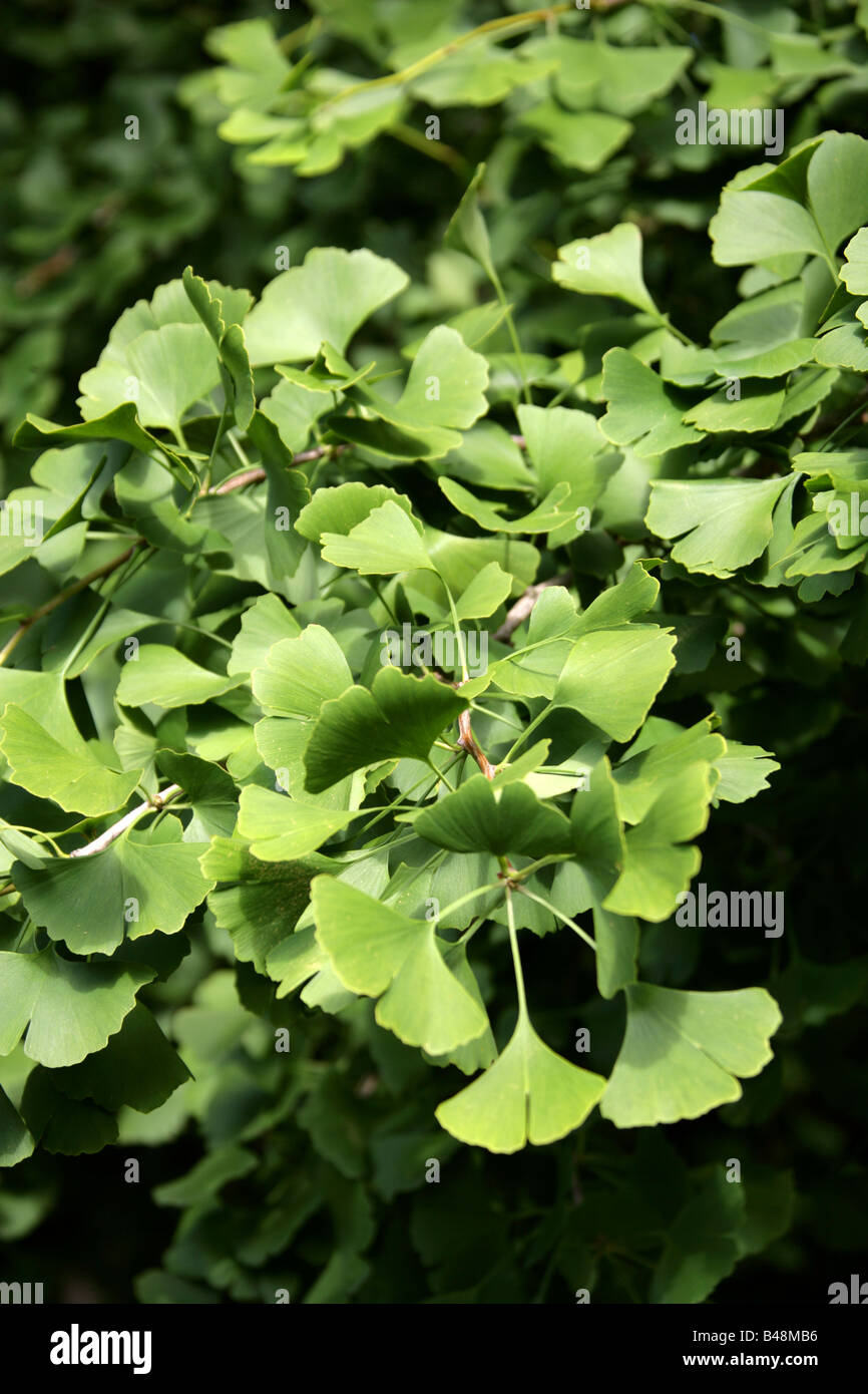 Foglie di Maidenhair Tree, Ginkgo biloba Ginkgoaceae, Cina sud-orientale Foto Stock