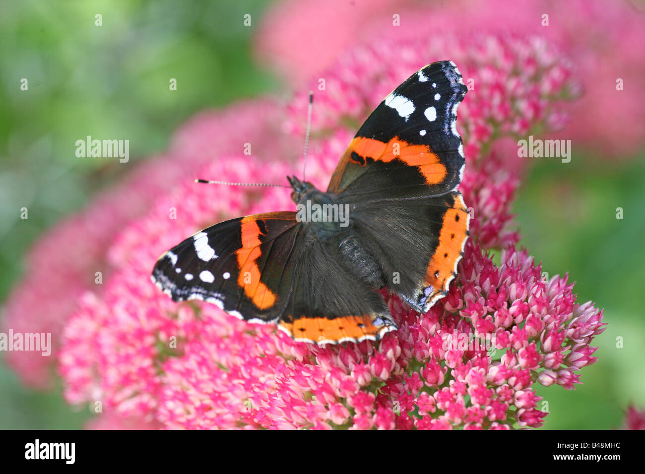 Un Rosso Admiral o Vanessa Atalanta butterfly poggiante su una rosa di fiori di sedum Foto Stock