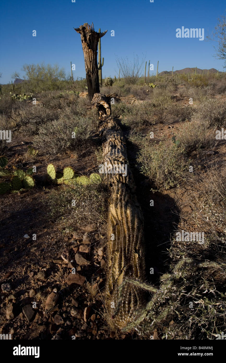 Morto cactus Saguaro (Carnegiea gigantea) Deserto Sonoran Arizona che mostra le nervature che supportano il cactus Foto Stock