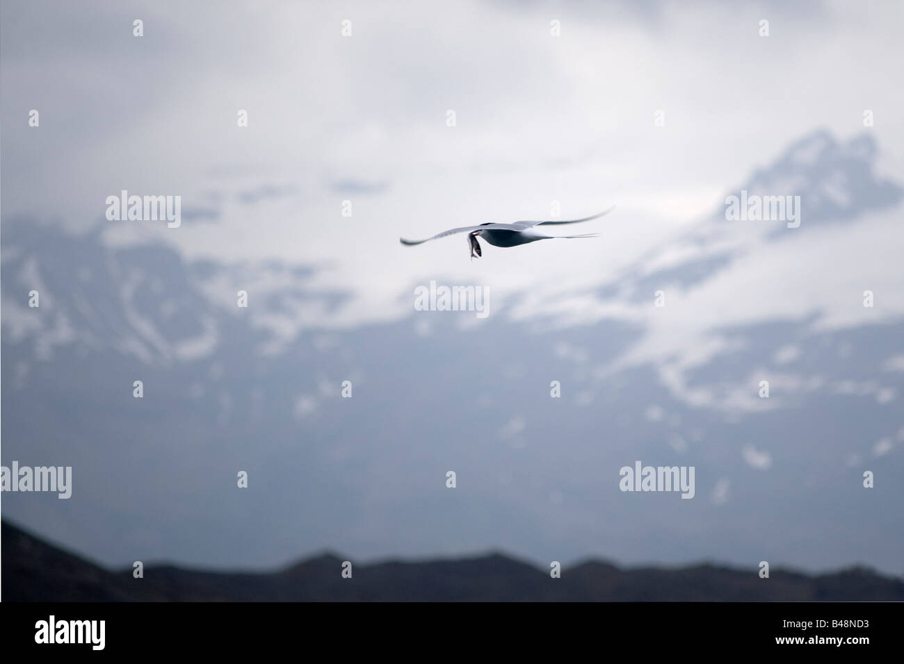 Arctic Tern (sterna paradisaea), Reykjavik, Islanda Foto Stock