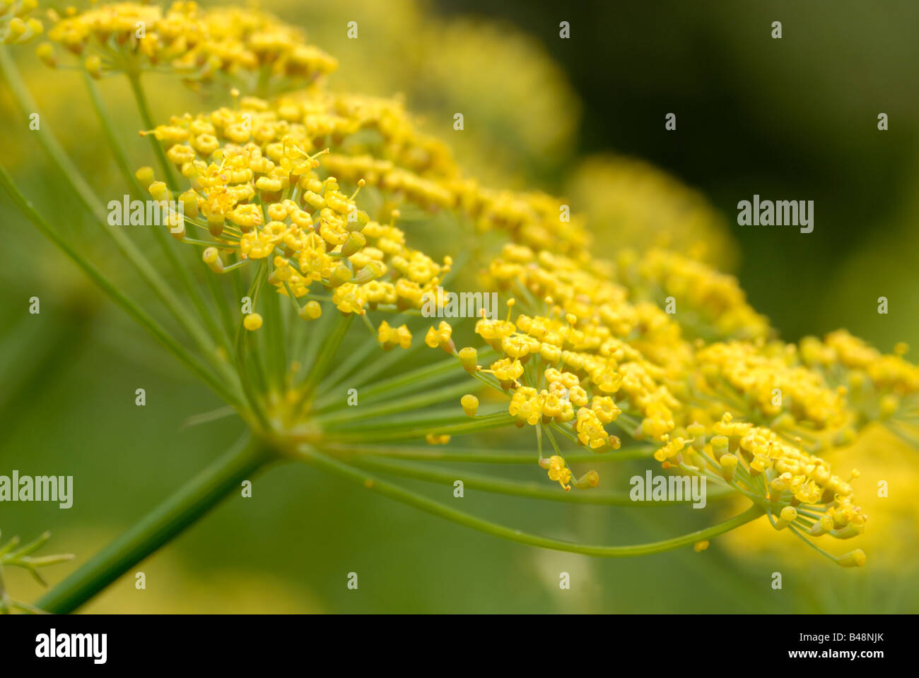 Fiore di bronzo finocchio Foeniculum vulgare, Galles, Regno Unito Foto Stock
