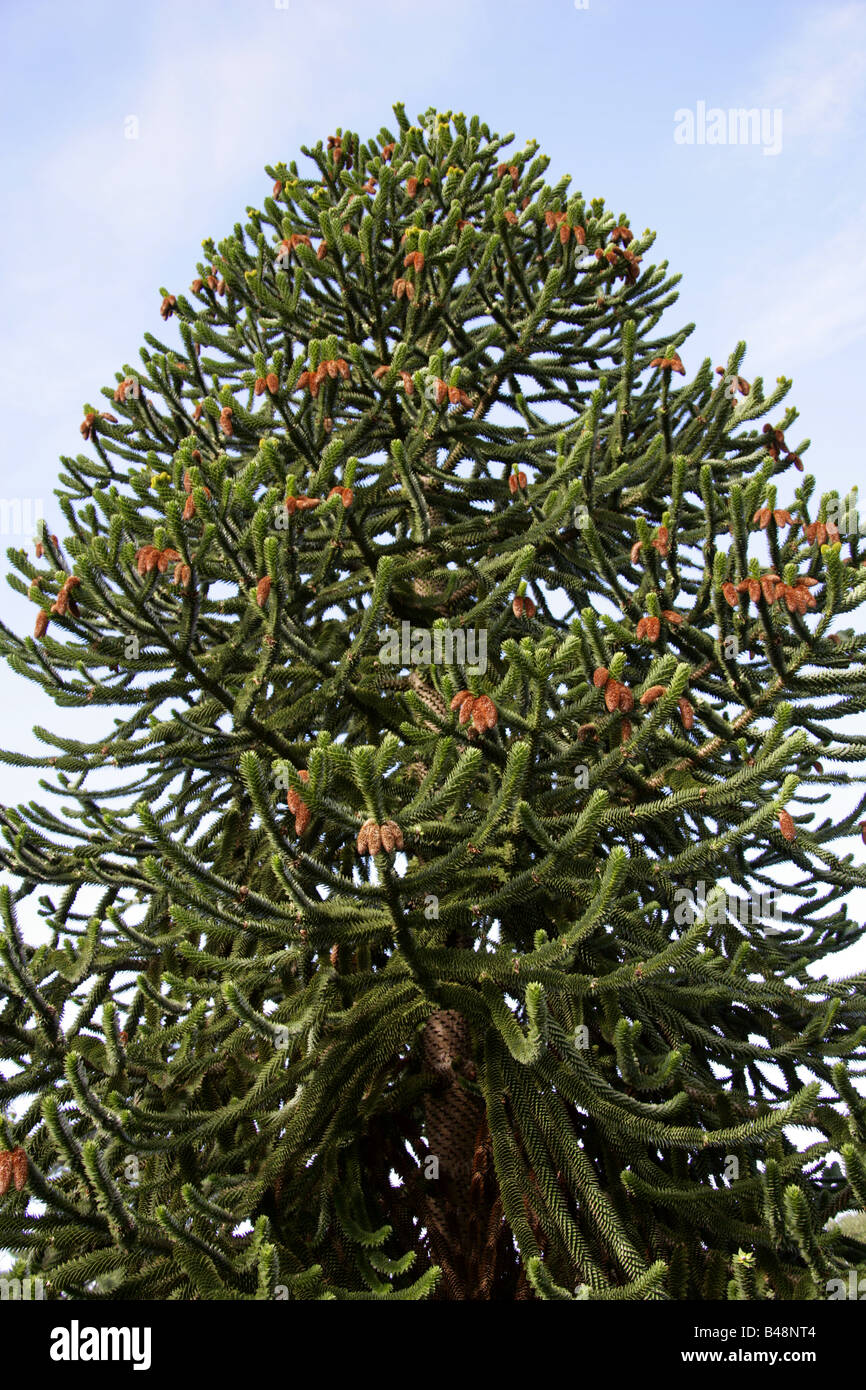 Monkey Puzzle Tree, Araucaria araucana, Araucariaceae, il Cile del sud, Sud America Foto Stock