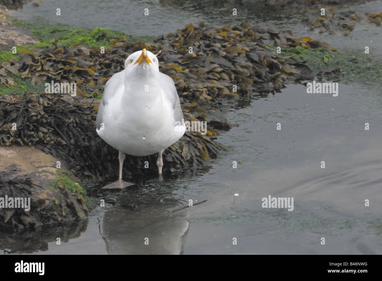 Larus argentatus gabbiano reale laridae gocce d'acqua gocce d'acqua battigia England Regno Unito Regno Unito Seahouses mare farne ISL Foto Stock