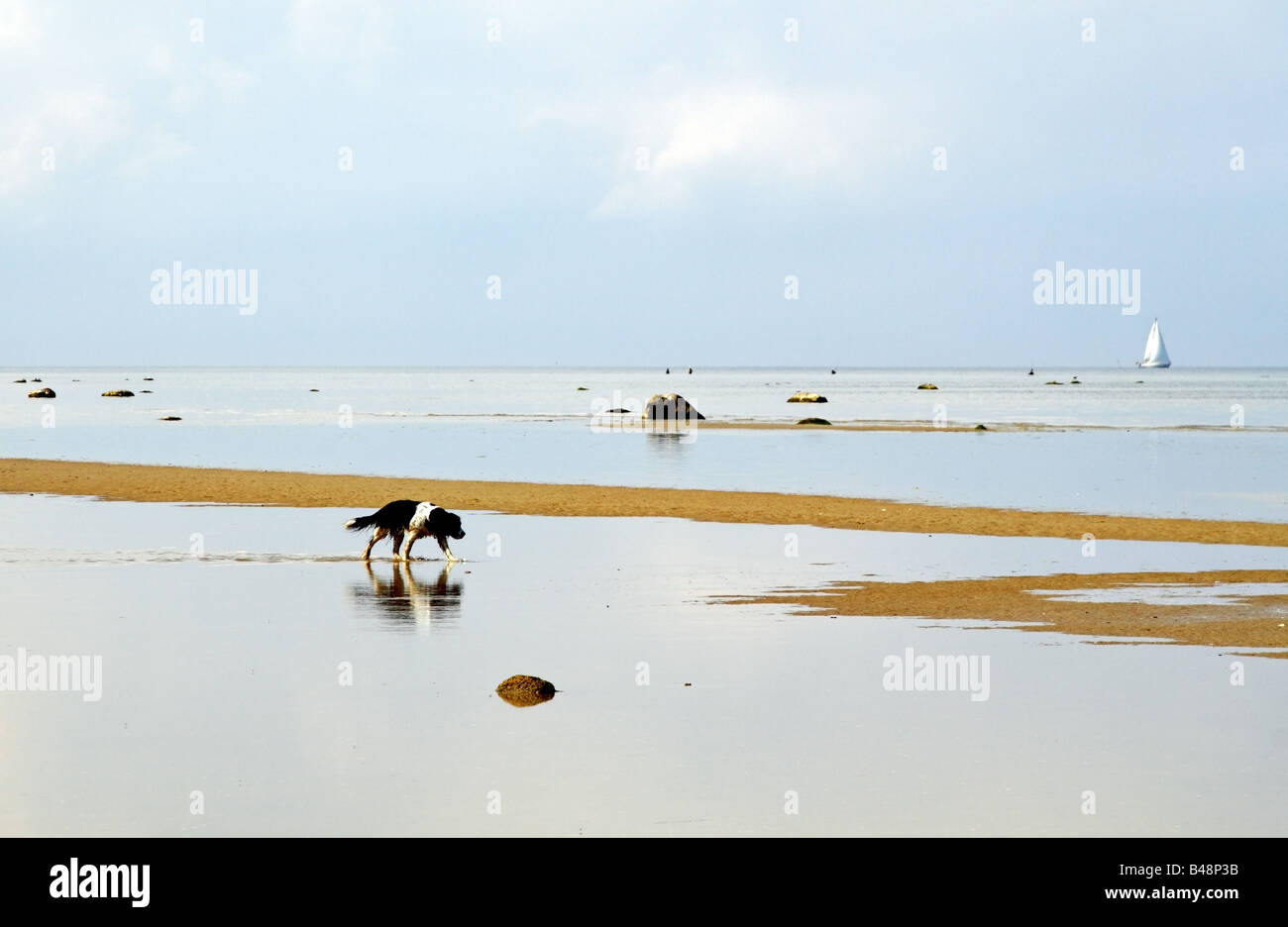 Cane di trotto sulla spiaggia del Mar Baltico sulla isola di Poel, Germania Foto Stock