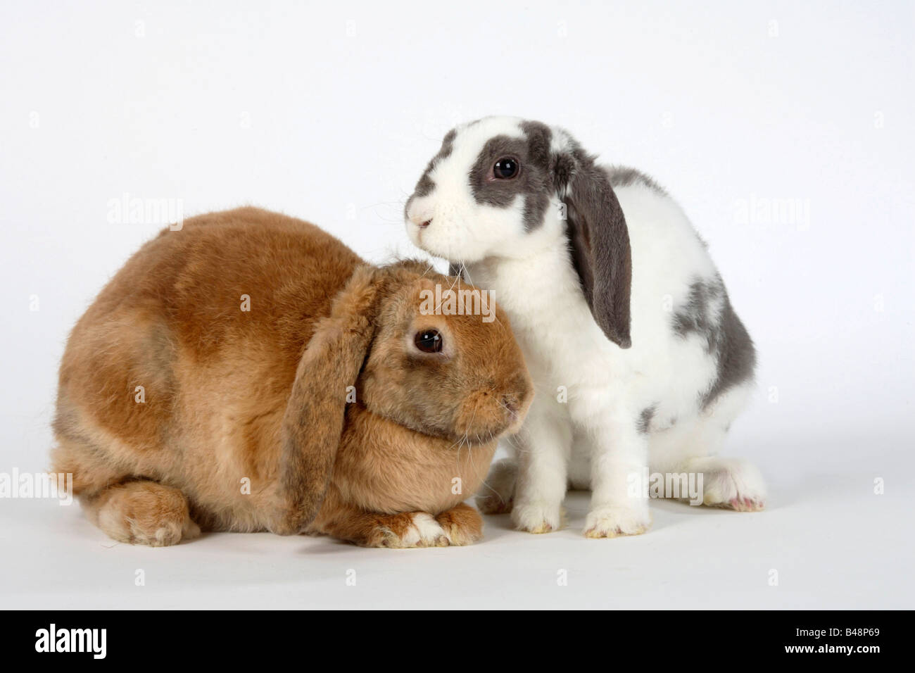 Rex Lop eared conigli nani lilla bianco e albicocca 14 e 17 settimane il coniglio domestico Foto Stock