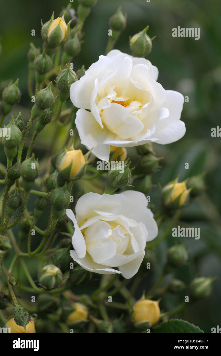 Rosa rampicante (Rosa sp.), varietà: cardellino, fiori Foto Stock