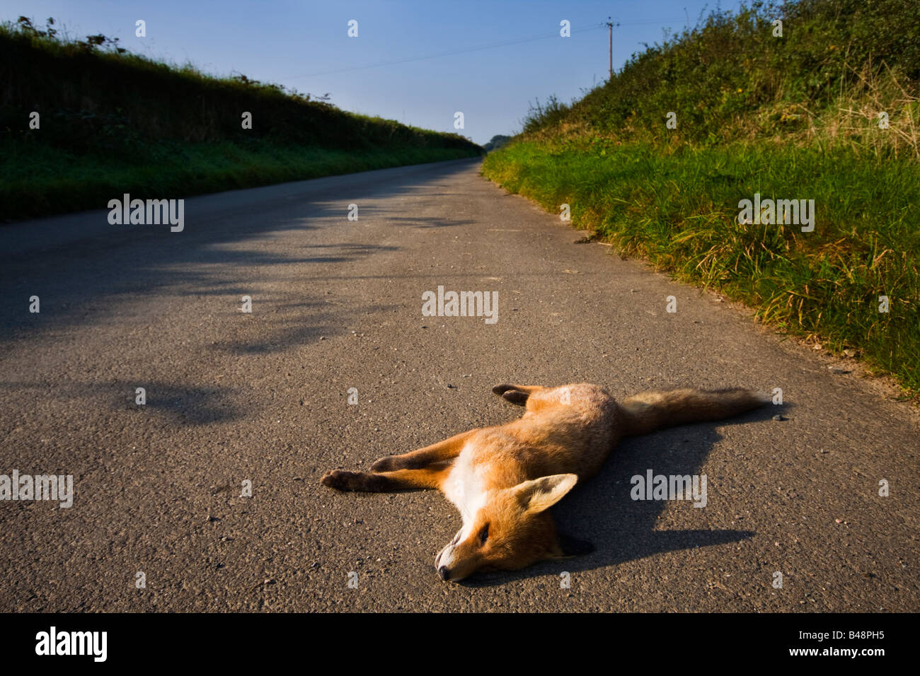 Road Kill ,l'influenza dell'uomo sul suo ambiente Foto Stock