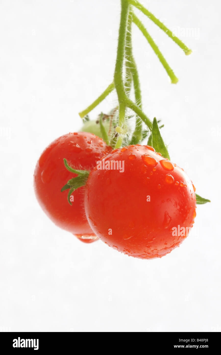 Pomodori appesi da stelo impianto coperto di goccioline di acqua contro uno sfondo bianco Foto Stock