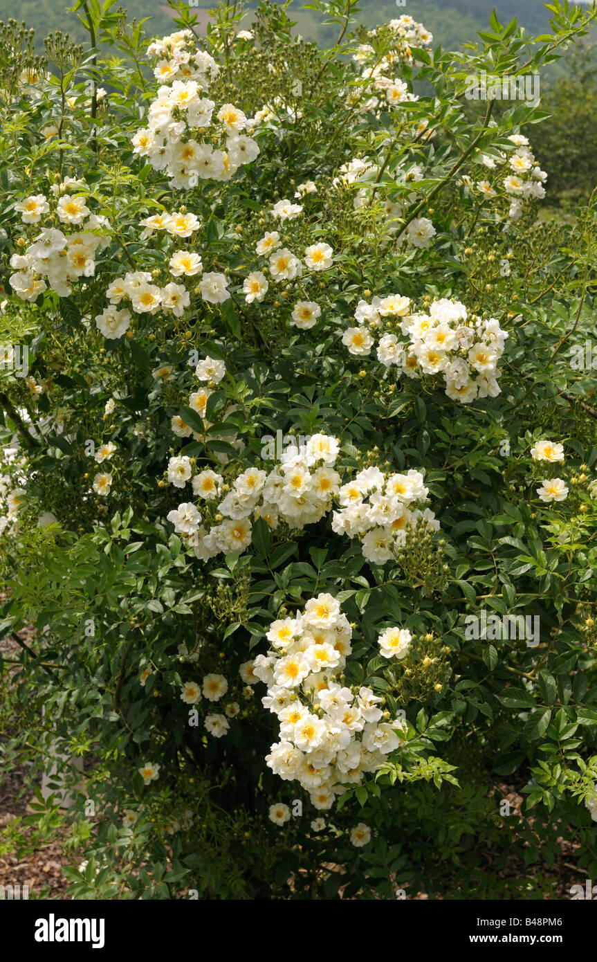Rosa rampicante (Rosa sp.), varietà: cardellino, fioritura Foto Stock