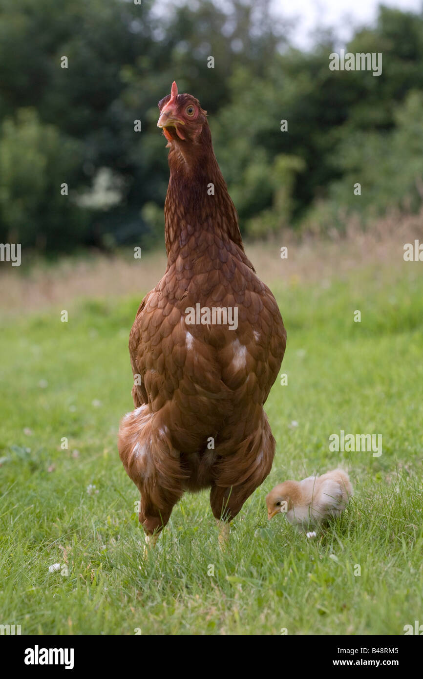 Free range gallina con giovani pulcino Foto Stock
