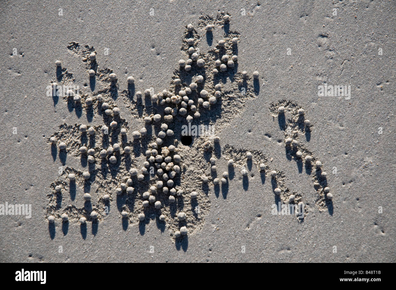 Palline di sabbia distribuiti su di una spiaggia da un granchio scavando scavando un foro Foto Stock