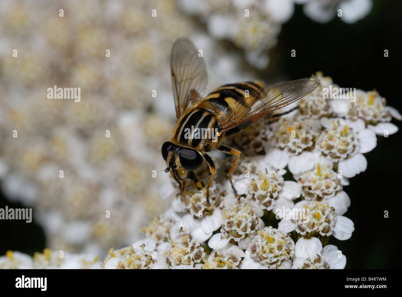 Hoverfly Helophilus pendulus, Galles, Regno Unito. Foto Stock