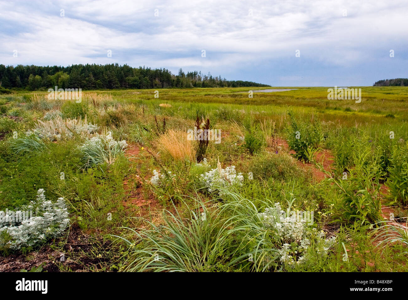 Erbe selvatiche e fiori al Salt Marsh al punto Prim PEI Foto Stock