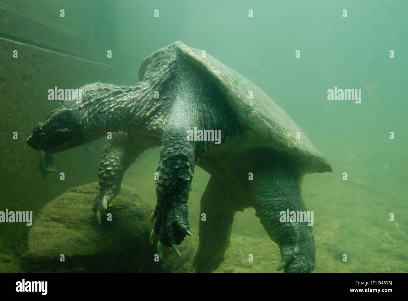 Un grande alligatore che rapisce la tartaruga (Chelydra serpentina) in cattività riposa sul fondo di un recinto esterno Foto Stock