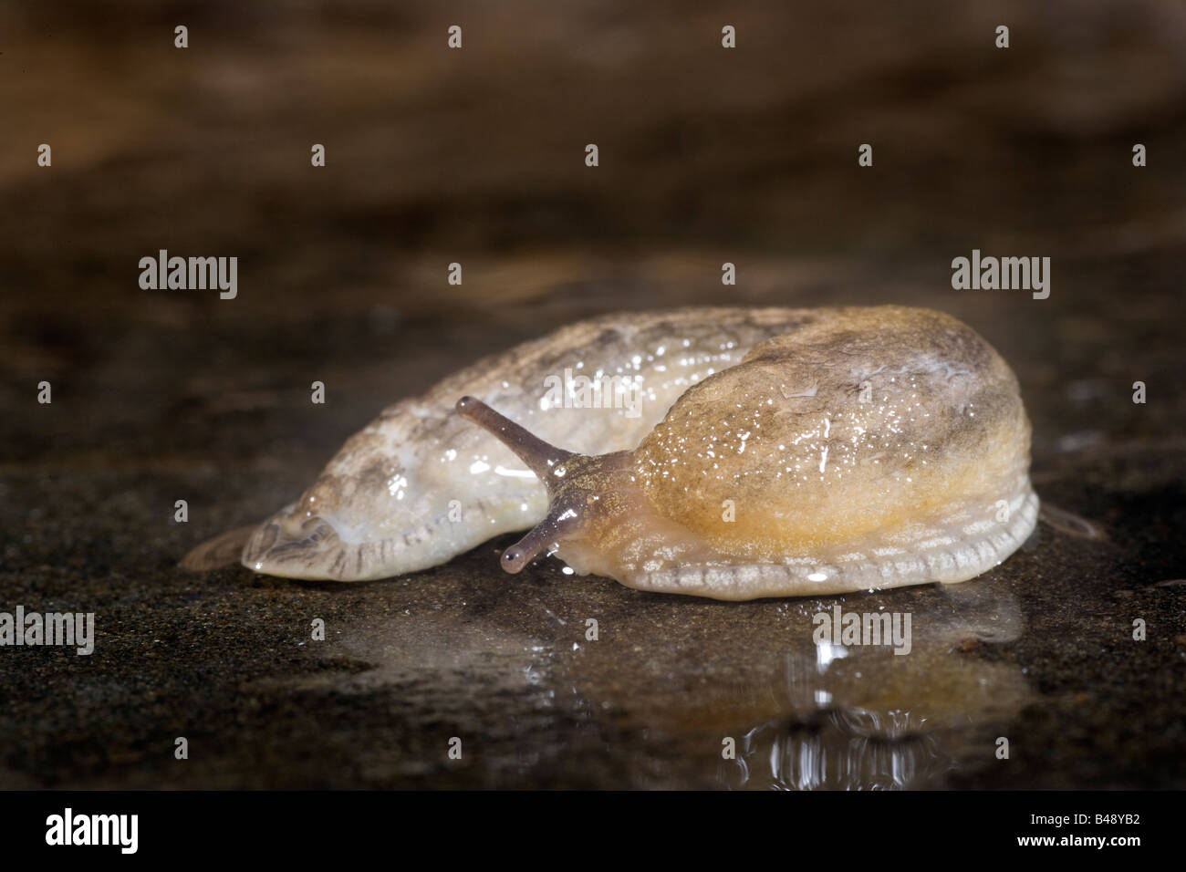 Slug Arionidae Arion sp Foto Stock