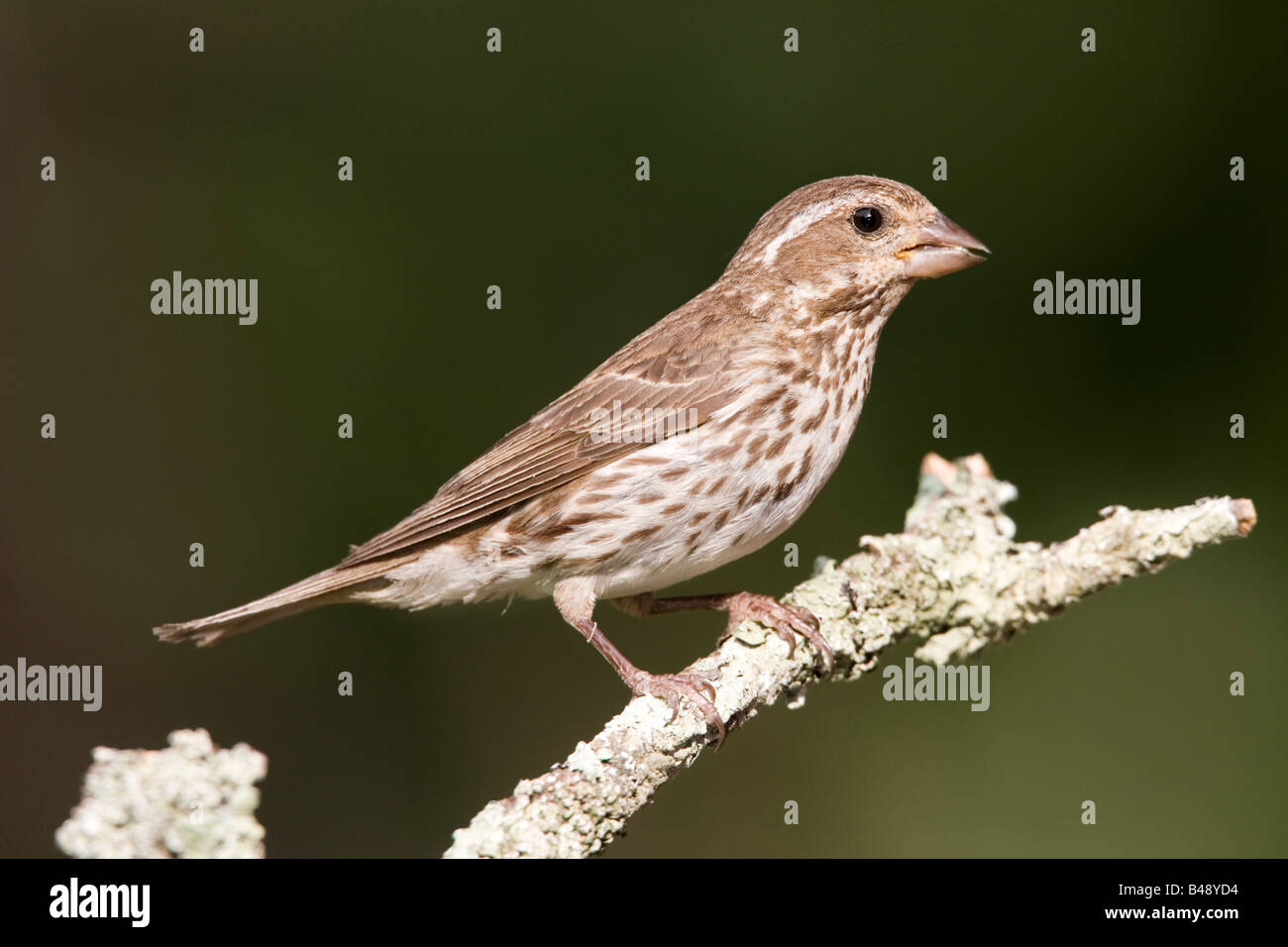 Viola Finch Carpodacus purpureus Foto Stock