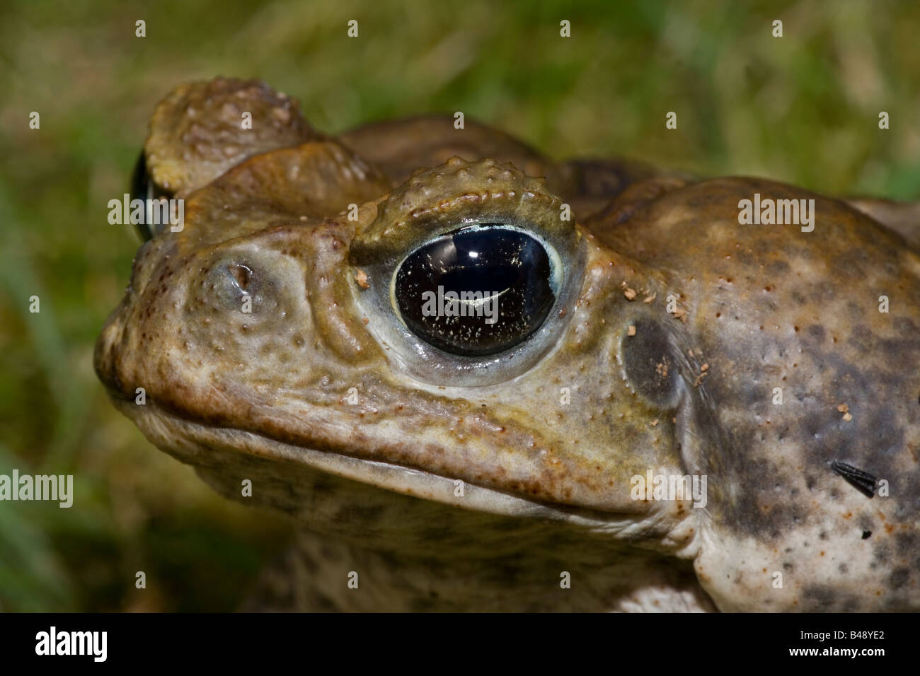 Marine o il rospo di canna (Bufo marinus) Captive -originario del Sud e America centrale Foto Stock