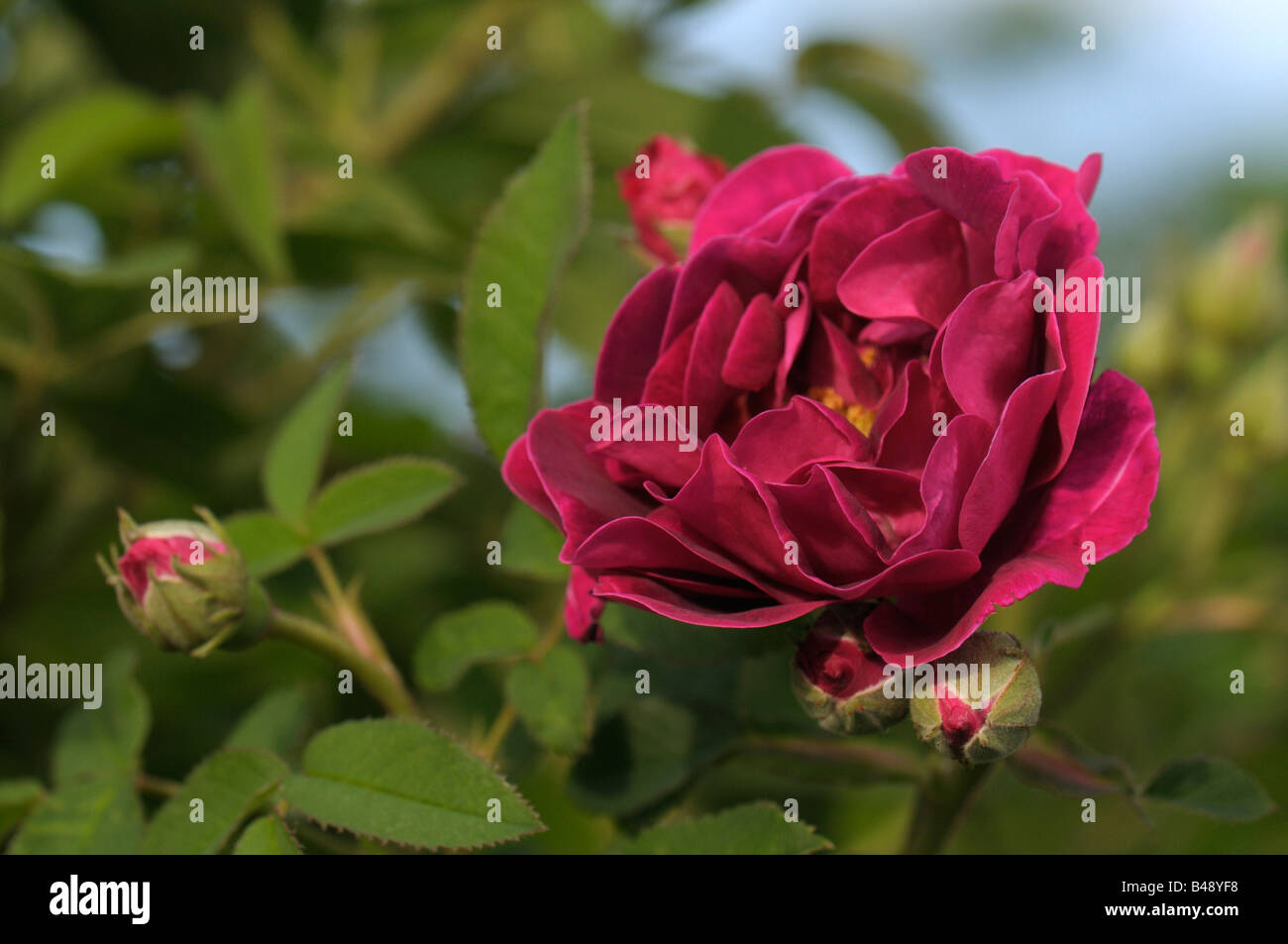 Gallica rosa (rosa gallica), varietà: TOSCANA, fioritura Foto Stock
