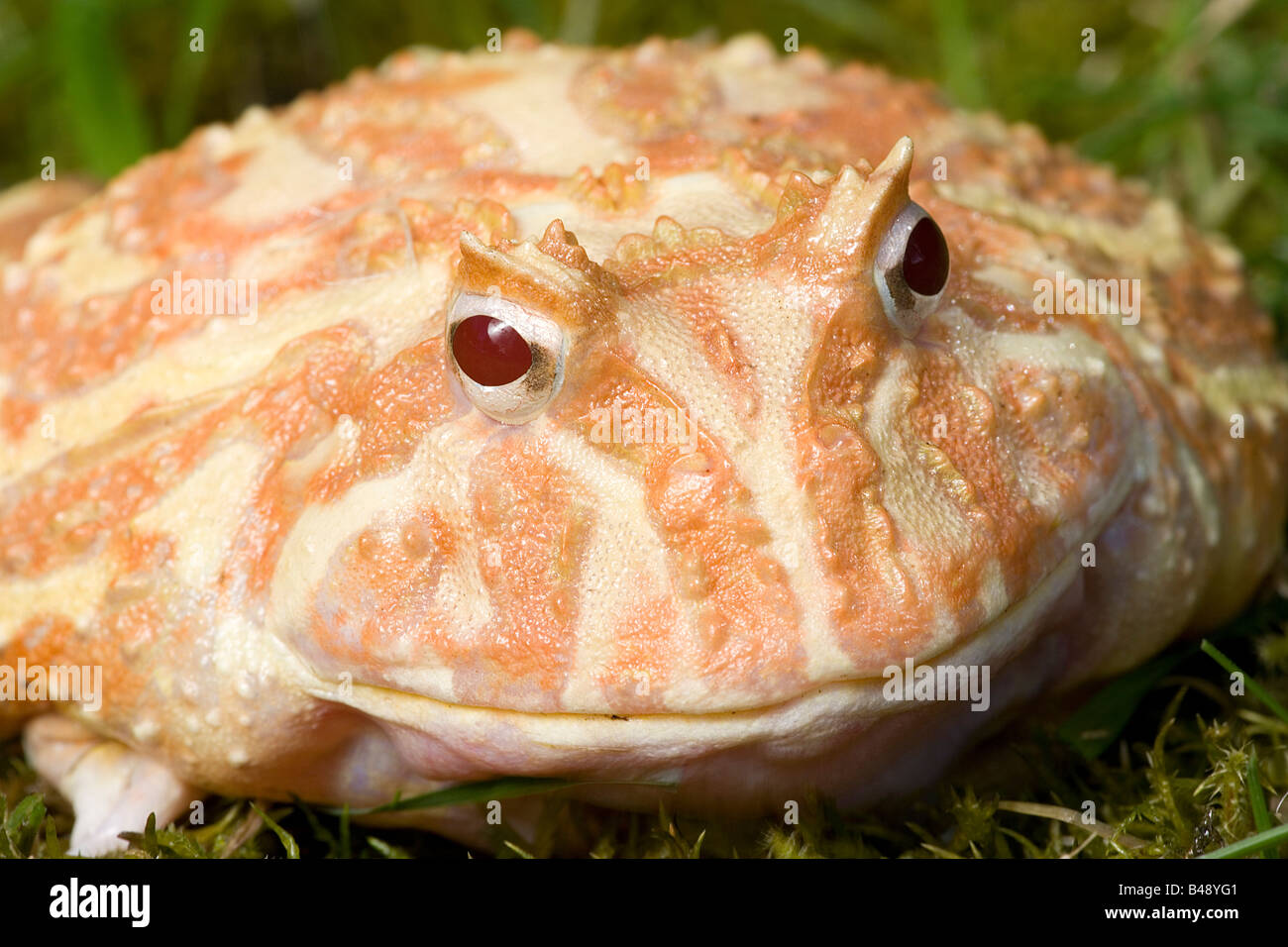 Cranwell della rana cornuta (Ceratophrys cranwelli) Albino- Captive - nativi a America del Sud Foto Stock