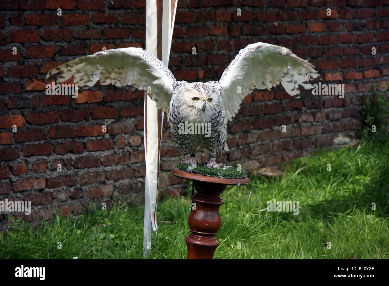 Gufo Foto Stock