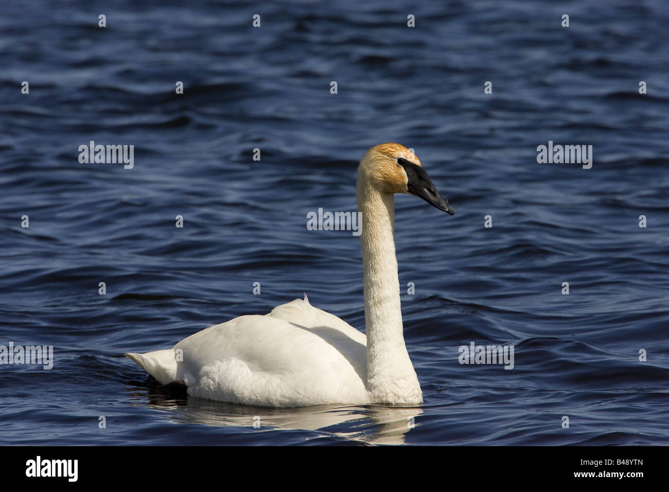 Trumpeter Swan (Cygnus buccinatore) da Seney National Wildlife Refuge Foto Stock