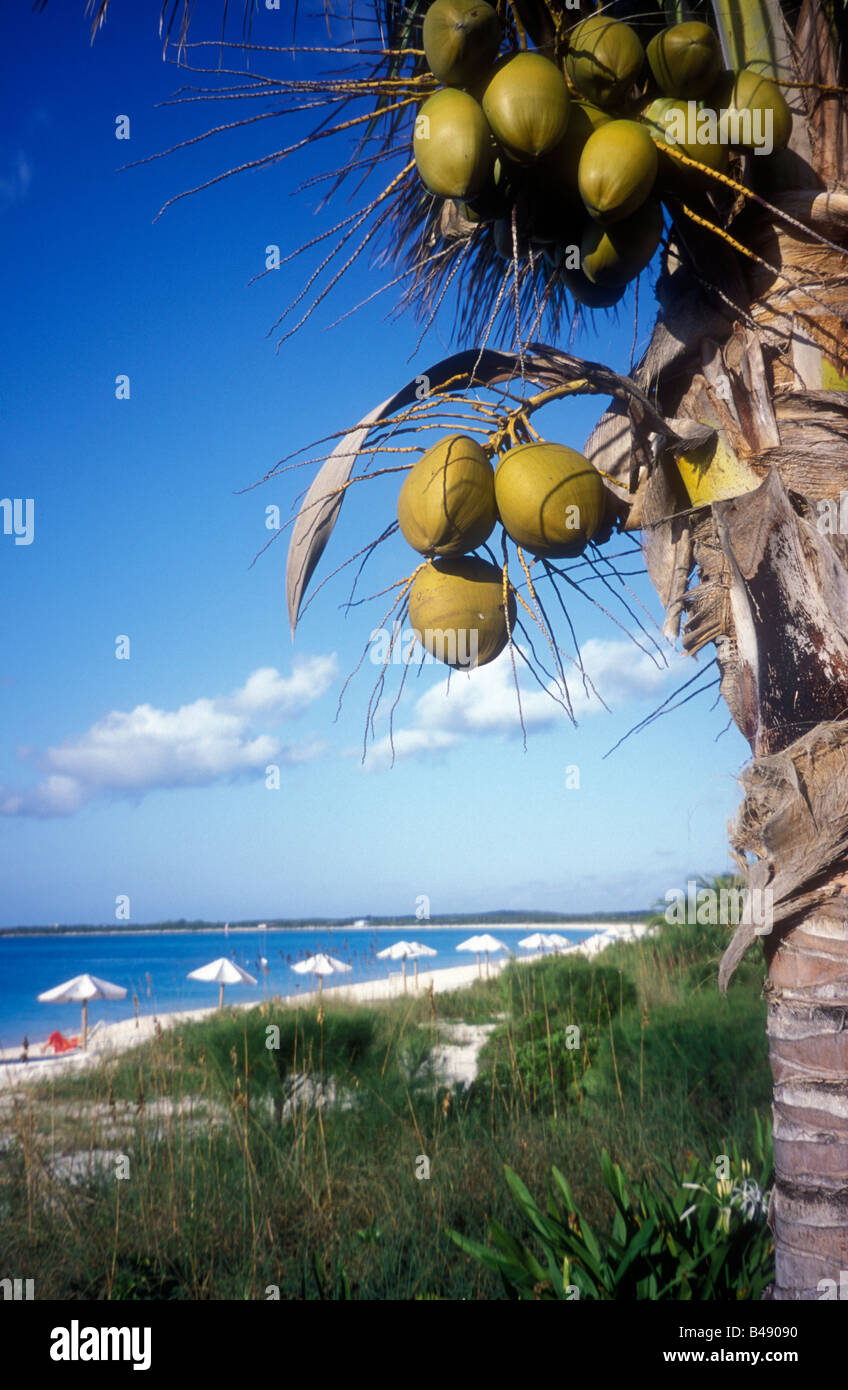 Vista della costa dei Caraibi, la spiaggia e le noci di cocco, BAHAMAS Foto Stock