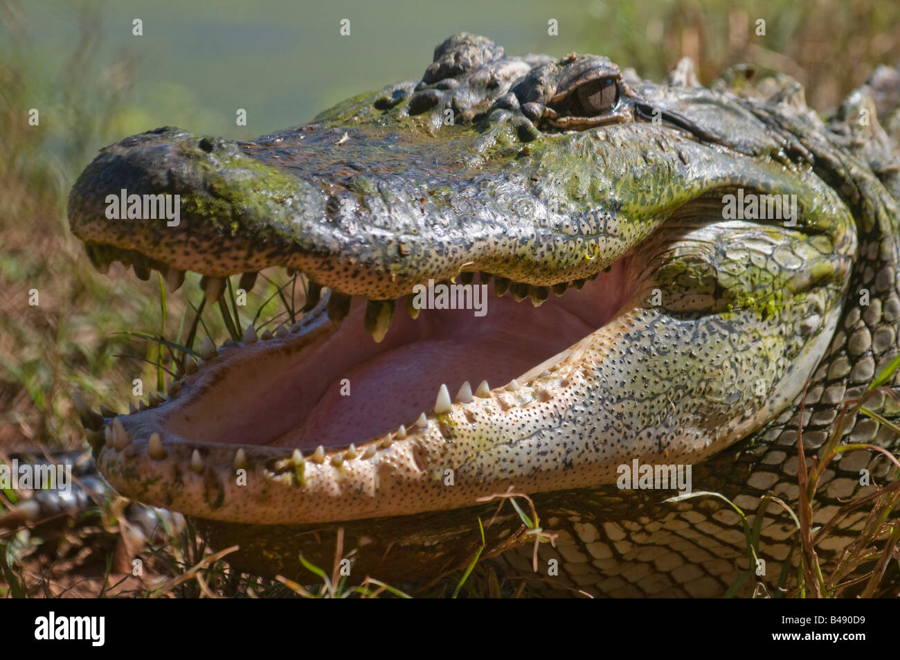 Australian estuari acqua salata coccodrillo Crocodylus porosus Foto Stock