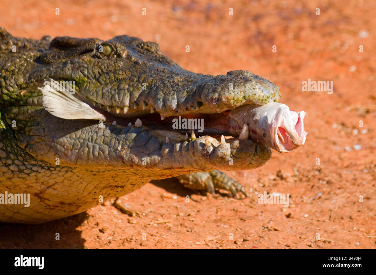 Australian estuari acqua salata coccodrillo Crocodylus porosus Foto Stock