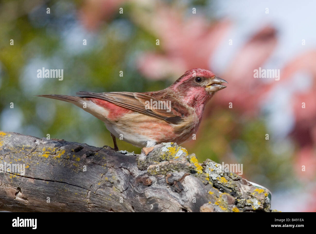 Viola Finch Carpodacus purpureus Foto Stock