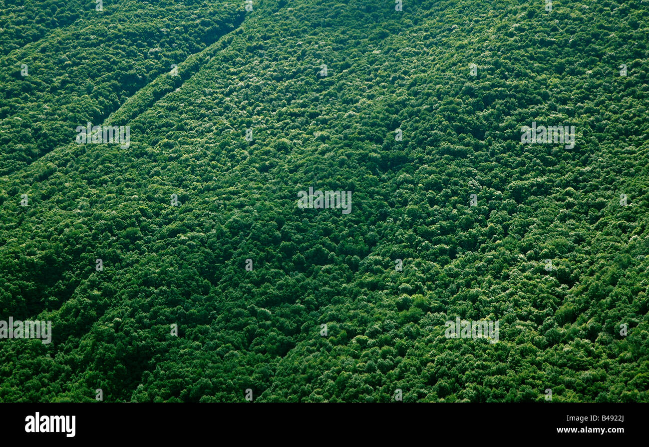 Mountain colline ricoperte da una fitta foresta Foto Stock