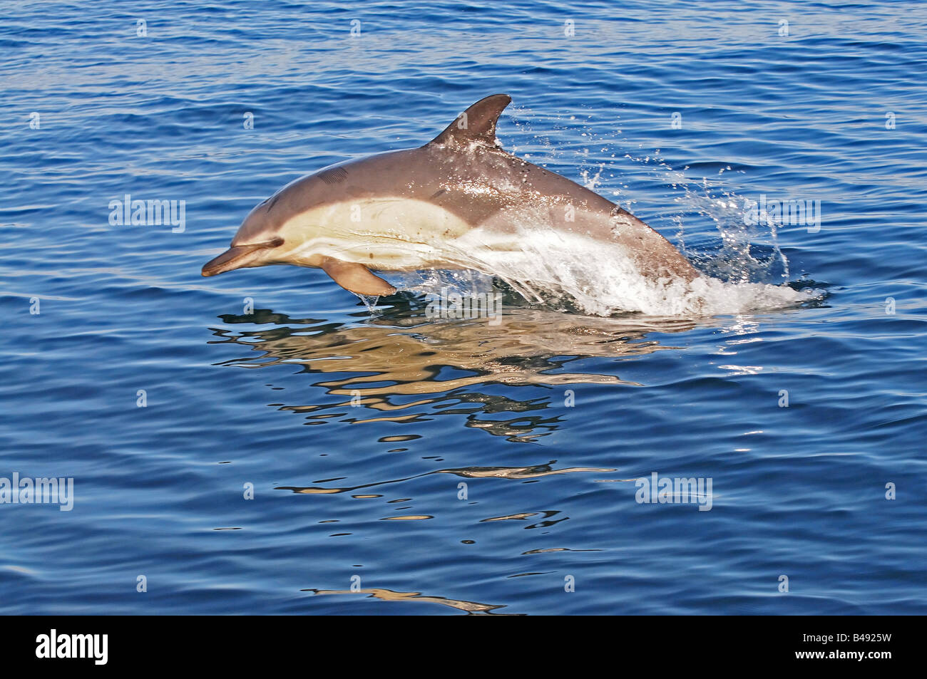 Delfino comune Delphinus delphis nelle acque europee sulla superficie violazione Foto Stock