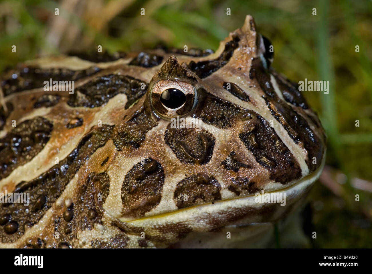 Cranwell della rana cornuta (Ceratophrys cranwelli) Captive - nativi a America del Sud Foto Stock