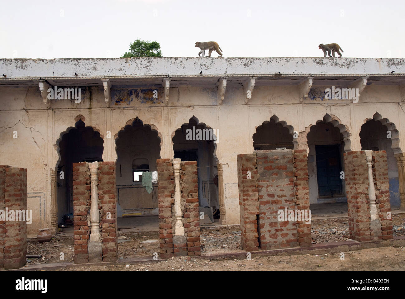 India Rajasthan Pushkar Rangji tempio indù macaco rhesus macaca mulatta scimmie può essere visto sul tetto Foto Stock