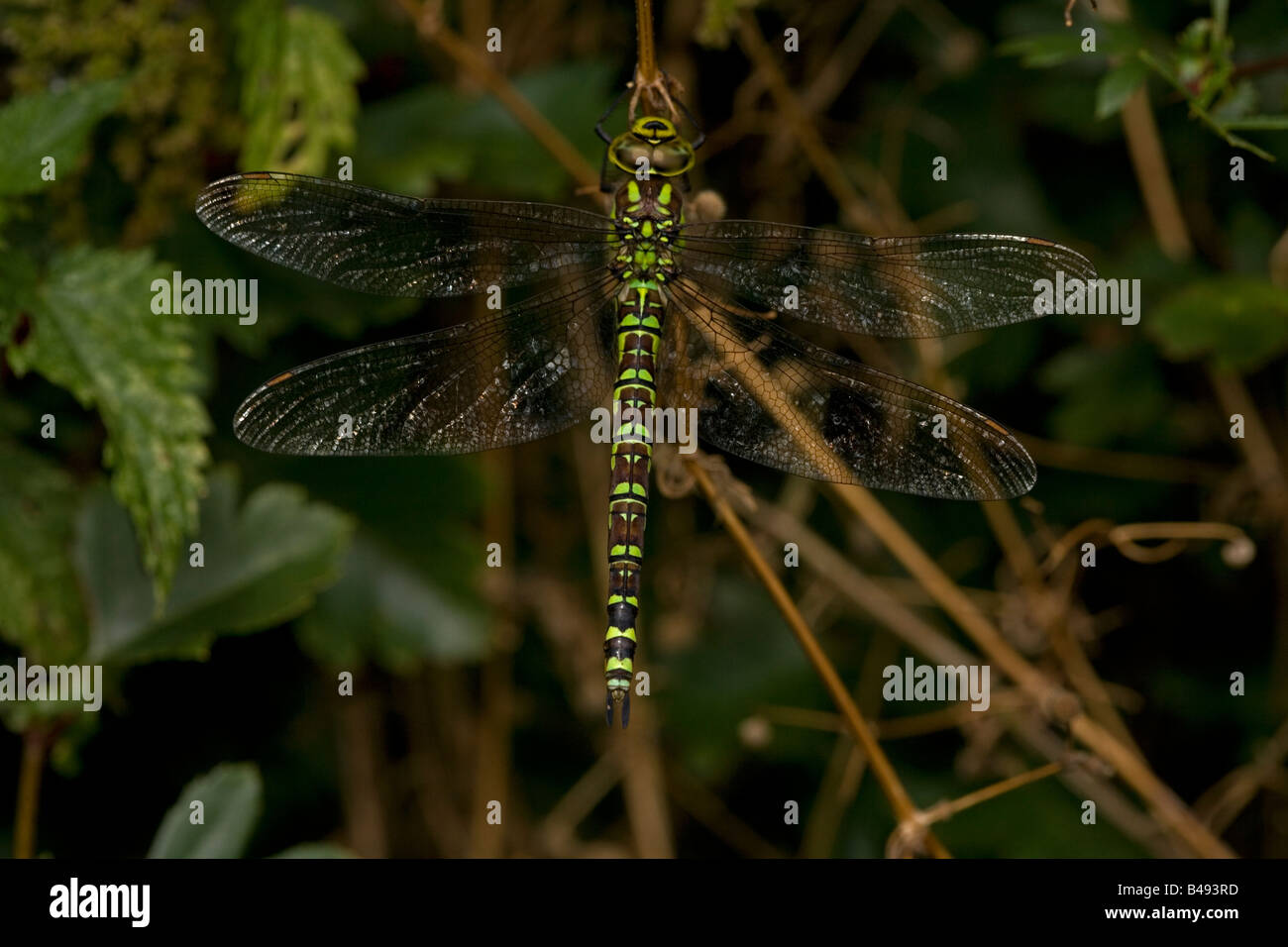 Southern Hawker (Aeshna cyanea) appena emerso dragonfly adulti dalla ninfa acquatica tappa - Inghilterra REGNO UNITO Foto Stock